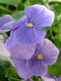 flower2.jpg (47640 tavu(a))