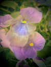 flower3.jpg (102799 tavu(a))